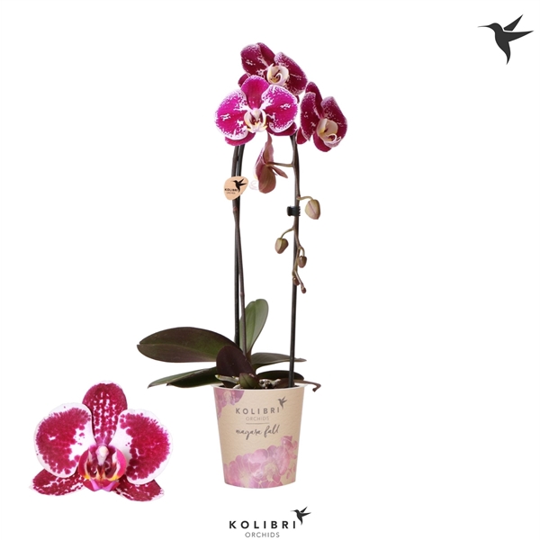 <h4>Phalaenopsis Elegant Cascade</h4>
