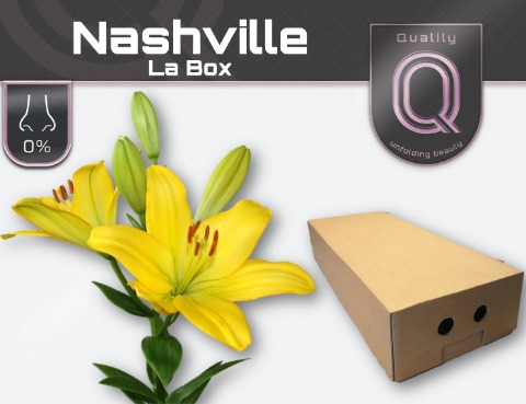 <h4>LI LA NASHVILLE LA BOX 4+</h4>