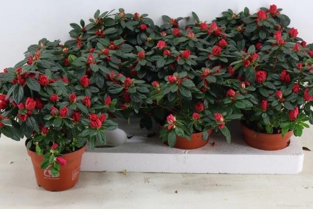 <h4>RHODO SI OTTO</h4>