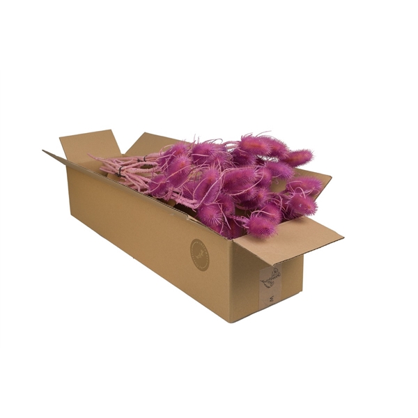 Droogbloemen-Cardi Lilac Pastel