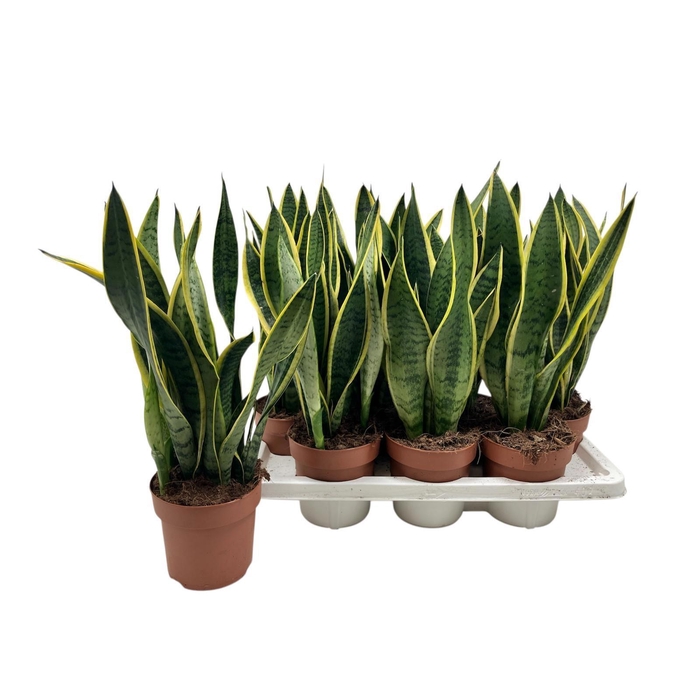 <h4>SANSEV LAURENTII</h4>