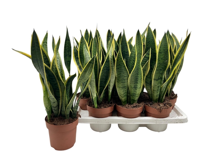 <h4>SANSEV LAURENTII</h4>