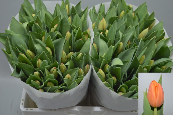 <h4>TU EN AD REM</h4>