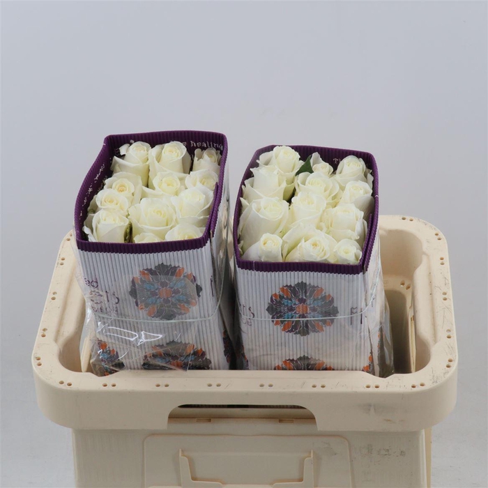 <h4>Rosa gr Tibet!</h4>