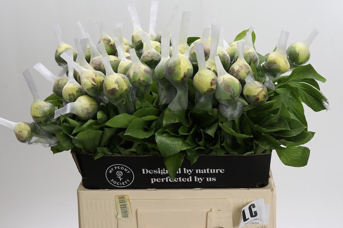 <h4>Paeonia Lemon Chiffon</h4>