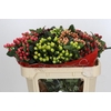 Hypericum Rainbow Romance Spray