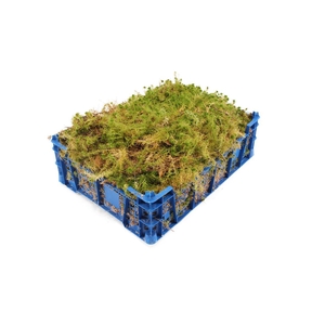 Mos Sphagnum ( Crate )