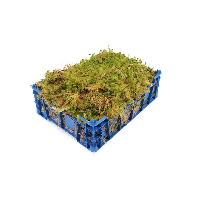 <h4>Mos Sphagnum ( Kist )</h4>