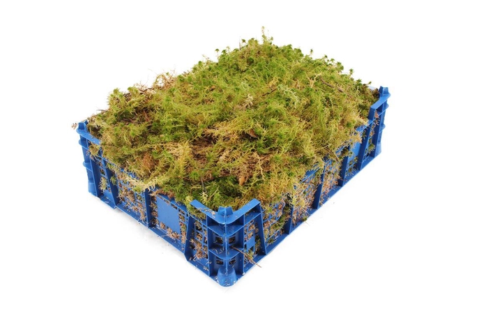 Mos Sphagnum ( Kist )