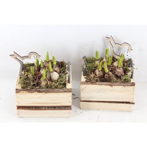 arr4 Muscari JS - Hout 4kant oor kl. x8