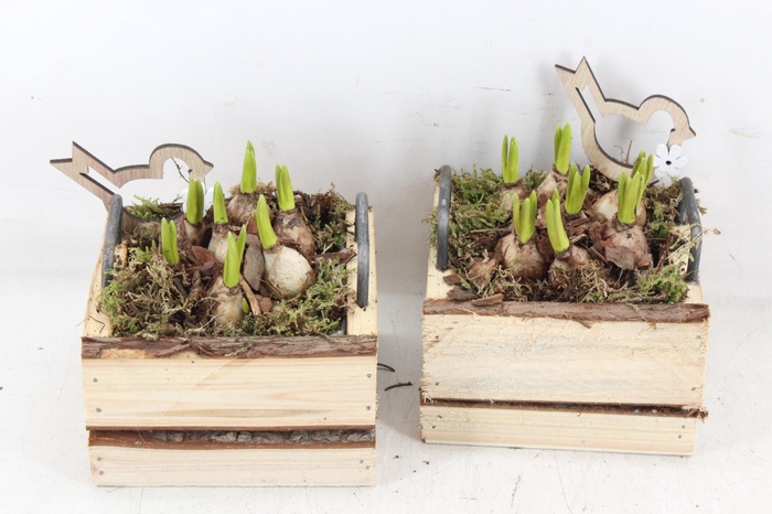 <h4>arr4 Muscari JS - Hout 4kant oor kl. x8</h4>