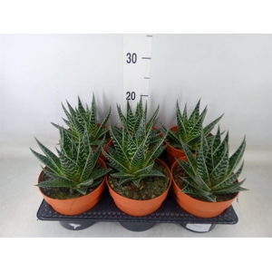 Aloe aristata 'Tiki Tahi'