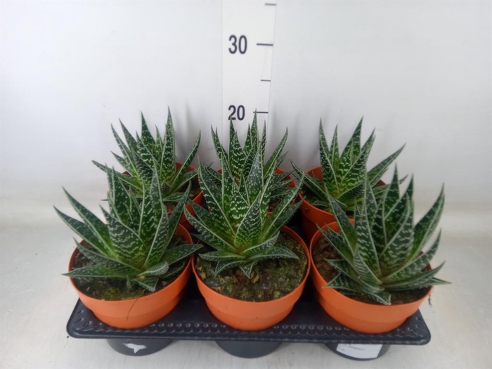 <h4>Aloe aristata 'Tiki Tahi'</h4>