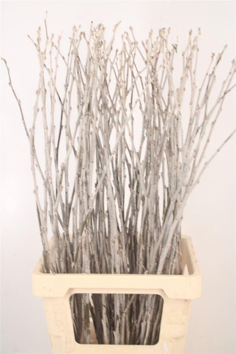 <h4>Populus Alba</h4>