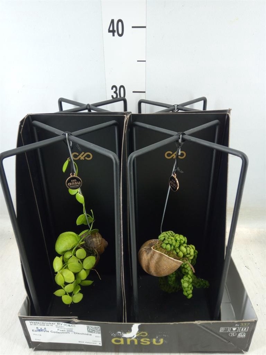 <h4>Dischidia nummul.</h4>