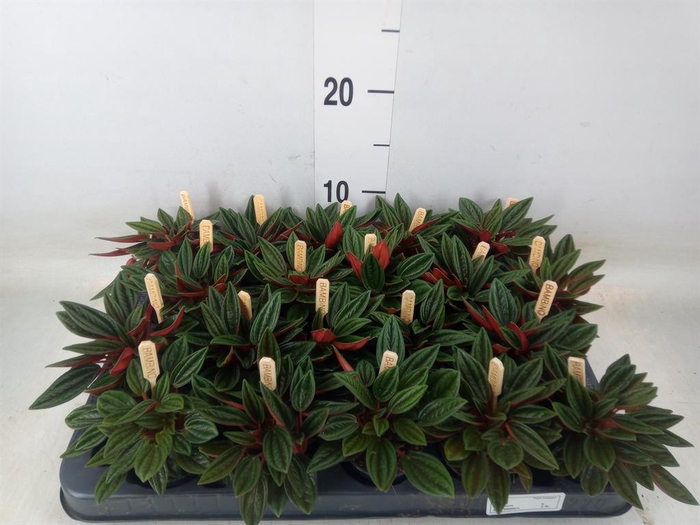 <h4>Peperomia caperata 'Rosso'</h4>
