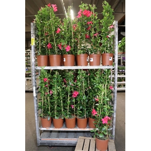 Mande Summerst Pink
