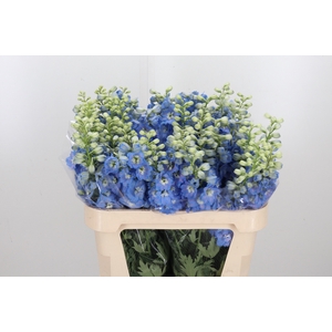 Delphinium Centurion Skyblue