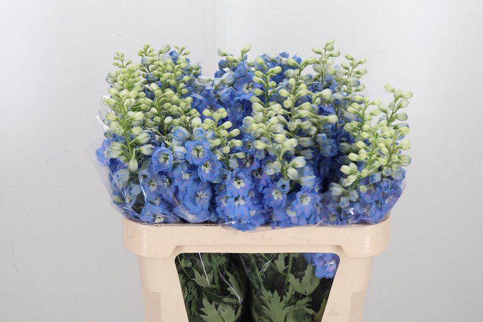 <h4>Delphinium Centurion Skyblue</h4>