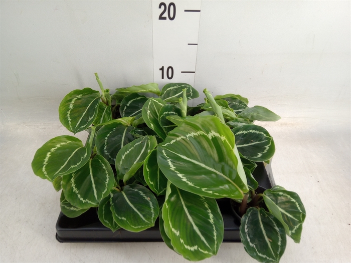 <h4>Calathea   ...</h4>