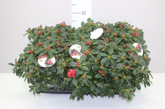 <h4>Rhododendron Si Nordlicht</h4>