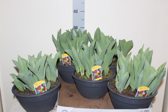 <h4>BOLBLOEMEN GEM</h4>