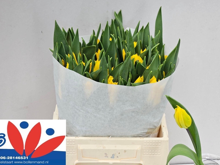 <h4>TU EN YOKOHAMA</h4>