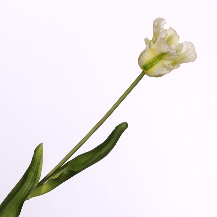 <h4>Tulip Parrot Cream FL440259CRM</h4>