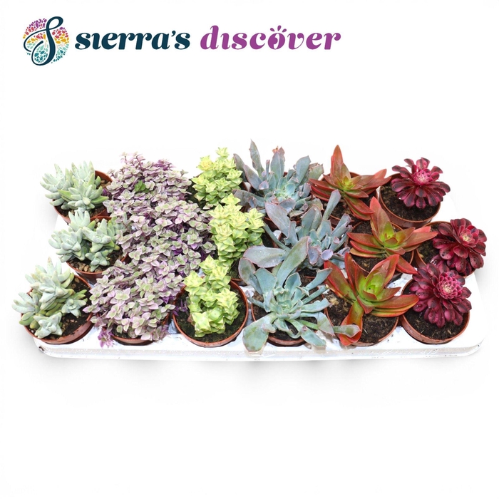 <h4>SUCC OV</h4>