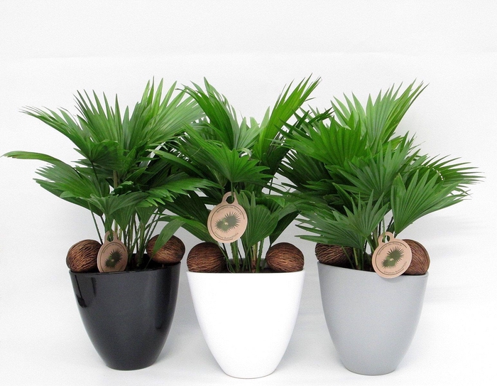 <h4>Livistona rotundifolia in avani pot</h4>