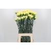 Dianthus St Ilias