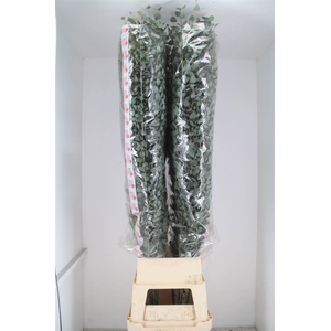 Euca Cinerea Super P Stem 200 Cm