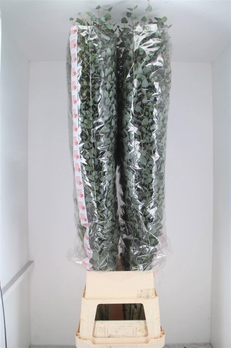 <h4>Euca Cinerea Super P Stem 200 Cm</h4>