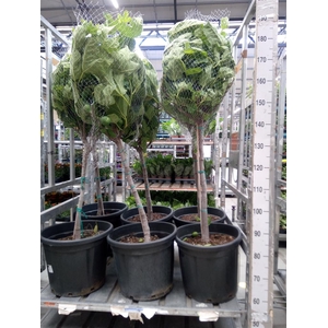 Ficus carica