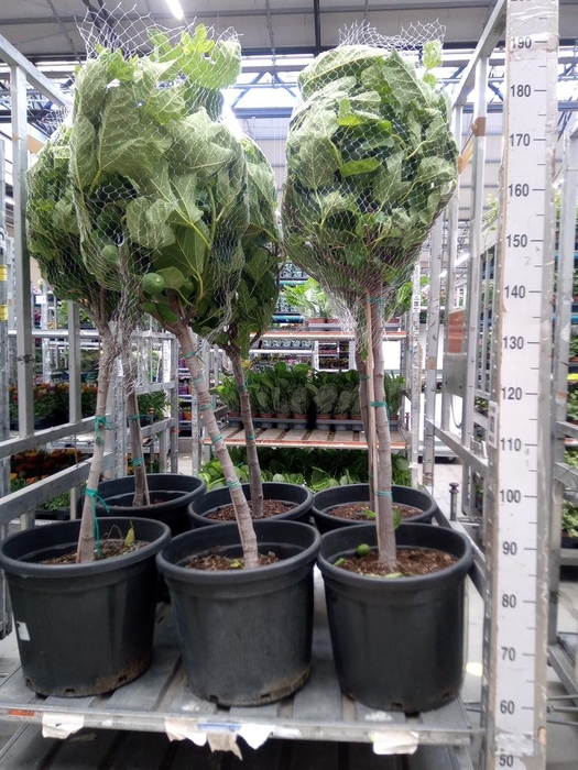 <h4>Ficus carica</h4>
