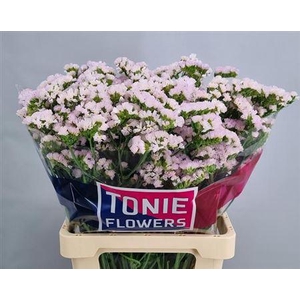 LIM S SERA SUN BIRDS