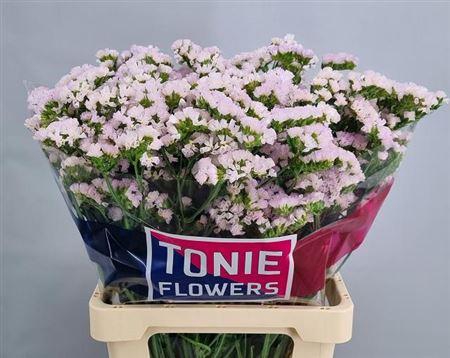 <h4>LIM S SERA SUN BIRDS</h4>