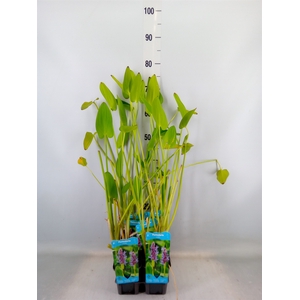 Pontederia cordata