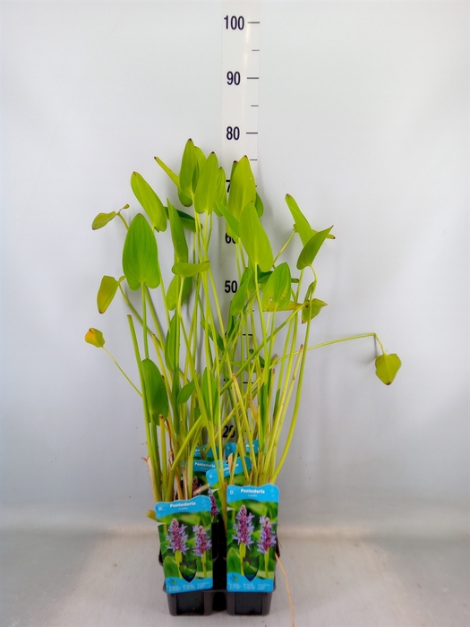 <h4>Pontederia cordata</h4>