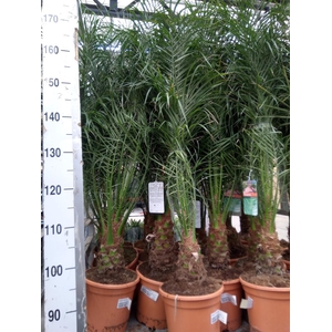 Phoenix roebelenii