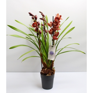 Cymbidium bruin 3 tak