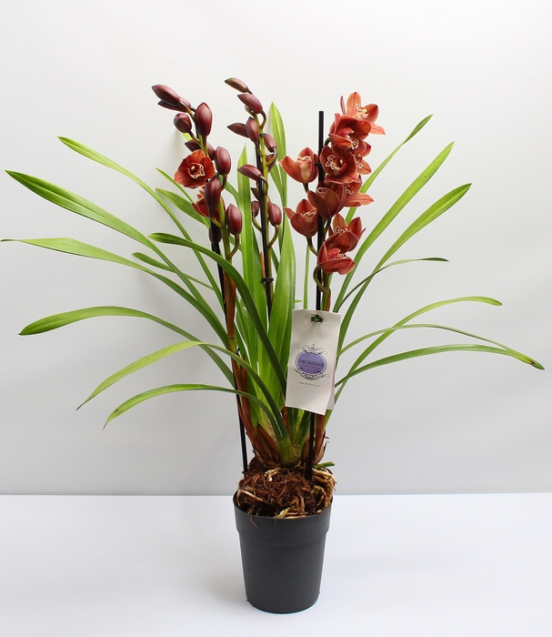 <h4>Cymbidium bruin 3 tak</h4>