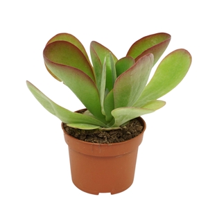 Kalanchoe Red Lips
