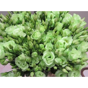 Eust G Rosi G Sweet Groen