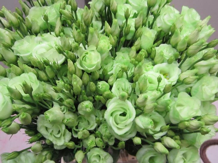 <h4>Eust G Rosi G Sweet Groen</h4>