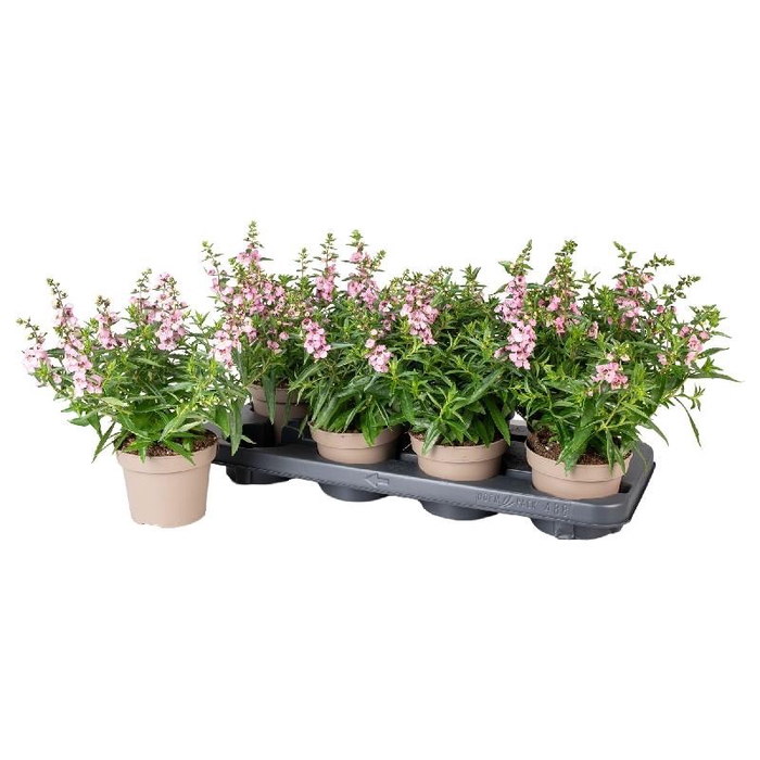 Angelonia Serena rose