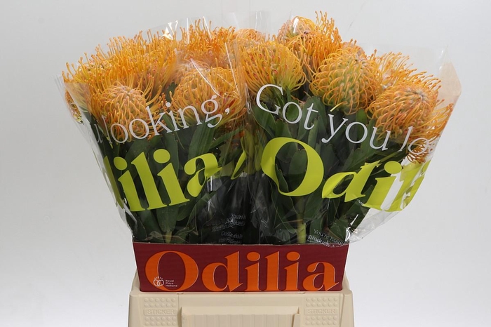 <h4>Nutans Soleil</h4>