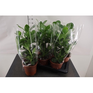 Clusia Rosea Princess 17 Cm. Pot