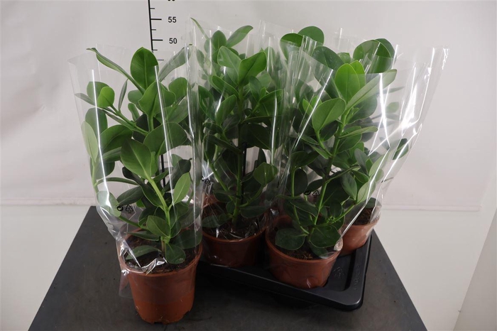 <h4>Clusia Rosea Princess 17 Cm. Pot</h4>