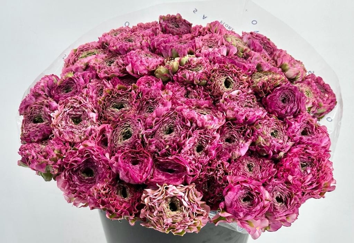 <h4>Ranunculus Pon Pon Malva</h4>